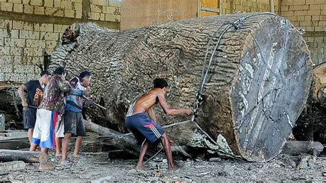 Kayu Jati Mistis Alas Peteng Tuban Mengerikan Seharga Kapal Pesiar