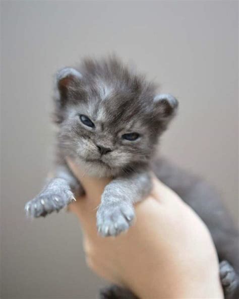 17 Photos of Heart-Melting Maine Coon Newborn Kitties (So Tiny!) - MaineCoon.org