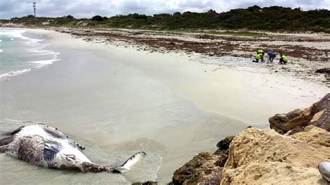 Whale Carcass Washes Up On Beach North Of Hillarys Abc News