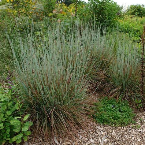 Schizachyrium Scoparium Standing Ovation 1 Quart Pot White Flower Farm