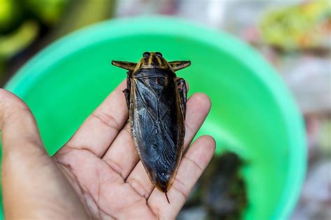 The Biggest Insects In The World Worldatlas