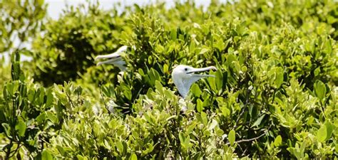 Isla Contoy National Park