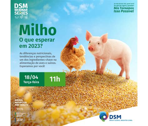 Webinar Milho O Que Esperar Em 2023 Avinews Brasil