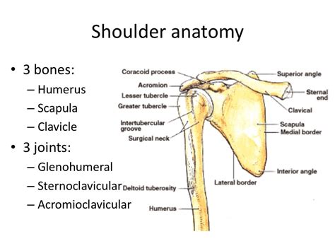 Shoulder Radiography