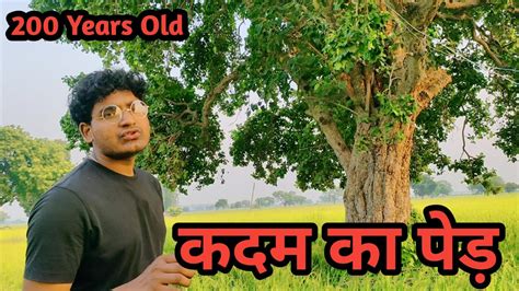 कदम का पेड़ 200 Years Old Tree Youtube