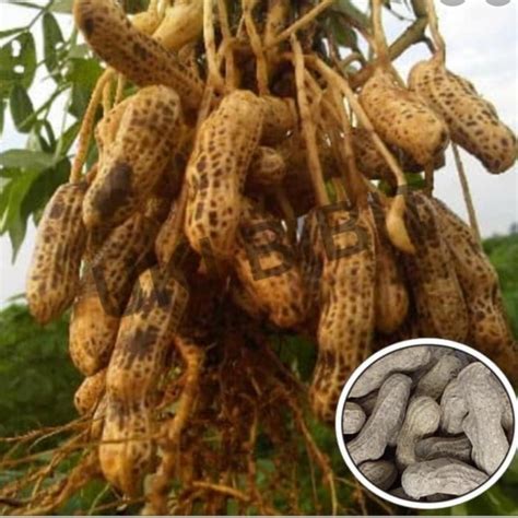 Jual 1Kg Benih Kacang Tanah Varietas Gajah Kualitas Unggul Shopee