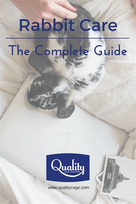 Rabbit Care The Complete Guide Artofit