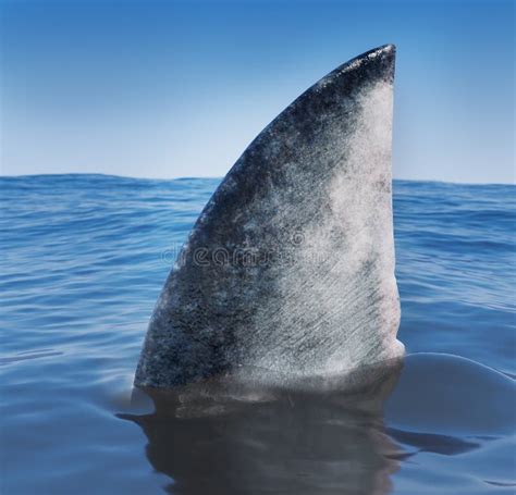 shark fin stock illustration illustration  animal