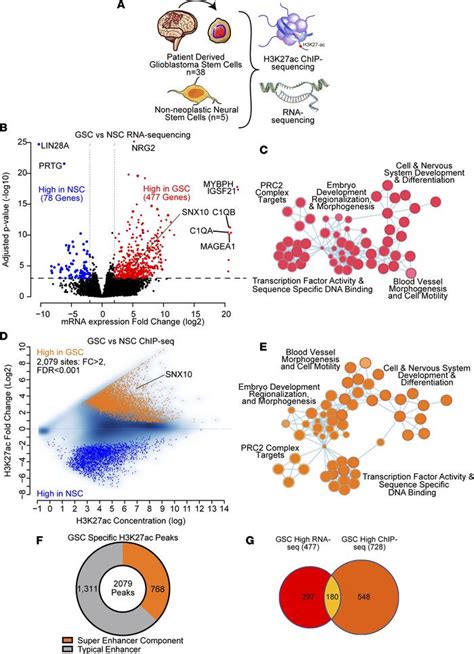 Jci Insight Sorting Nexin Sustains Pdgf Receptor Signaling In