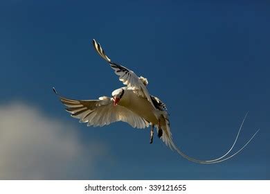 188 Red Billed Tropicbird Stock Photos, Images & Photography | Shutterstock