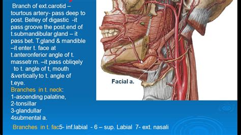 49 Facial Artery Youtube