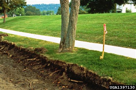 Root Cutting And Trenching