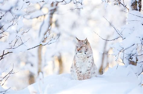 Такие разные кошачьи
