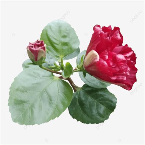 Fresh Hibiscus Flowers Hibiscus Flower Jobaful Flower PNG