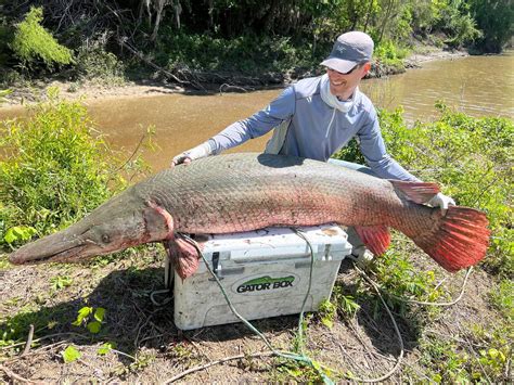 Massive Gar Smashes Record Sport Fishing Mag