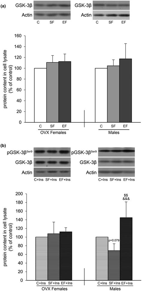 Gsk‐3β Whole‐cell Protein Content A And Ser9 Phosphorylation Level Download Scientific