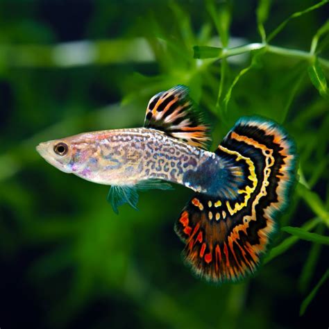 Fish and Aquarium Essentials | Budget Pet Products