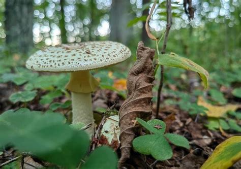 10 Poisonous Mushrooms In Texas A Guide To Protect Yourself