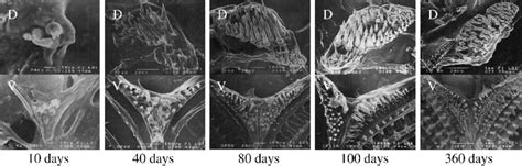 Scanning Electron Micrographs Showing The Development Of The Pharyngeal