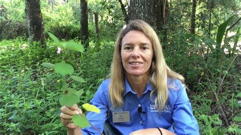 Florida Invasive Plants You Should Know Youtube