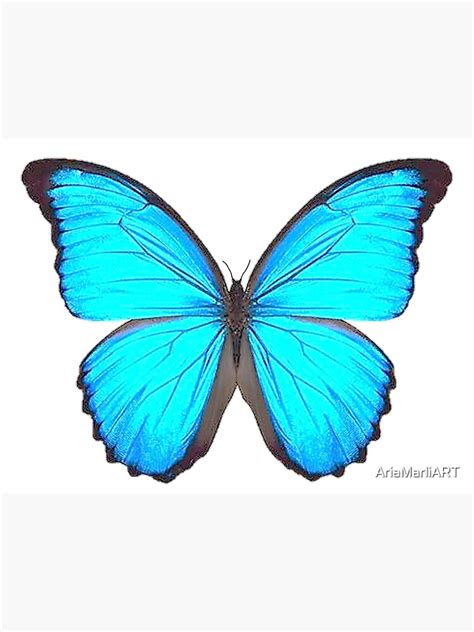 Blue Morpho Butterfly Art Poster For Sale By Ariamarliart Redbubble