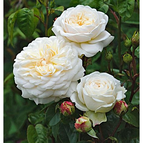 David Austin® Roses White Flower Farm