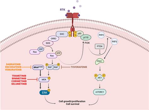 Frontiers Response And Resistance To Brafv600e Inhibition In Gliomas