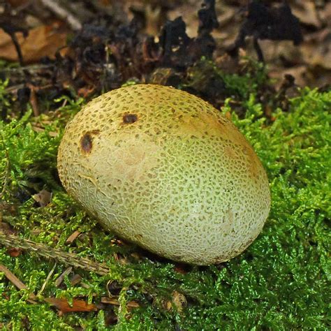 Kartoffel Bovist Dickschaliger Kartoffelbovist Scleroderm Flickr