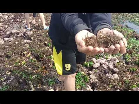 Ngambil Rumput Laut Di Pantai Sayang Heulang Garut Youtube