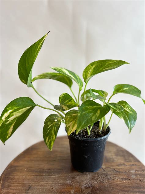 Types Of Prayer Plant Varieties The Complete Guide Cafe Planta