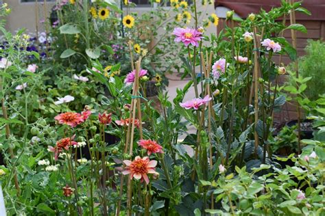 How To Successfully Grow Stunning Dahlias In Pots