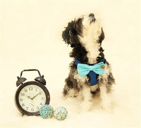 Dog Harness, Bow attached to dog harness, Blue bow with a charm – LA Dog Store