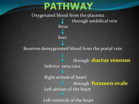 Fetal Circulation – DR. TRYNAADH