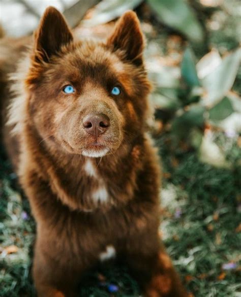 Гречкааааааааа | Baby dogs, Cute dogs, Cute puppies