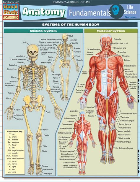 Anatomy And Physiology 2 Study Guide