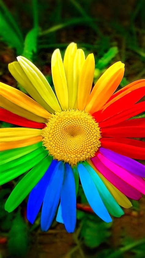 Rainbow Daisy Wallpapers - Top Free Rainbow Daisy Backgrounds ...