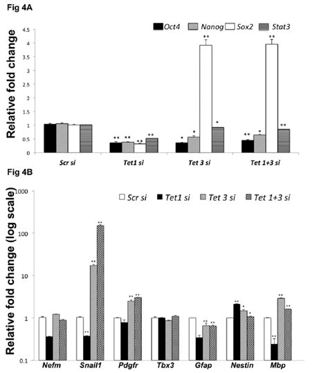 Analysis Of Tet 13 Knockdown On Gene Expression A Qpcr Was