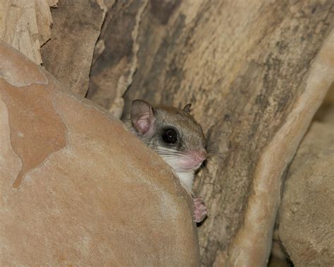 Indy Parks Nature Blog: Flying Squirrels