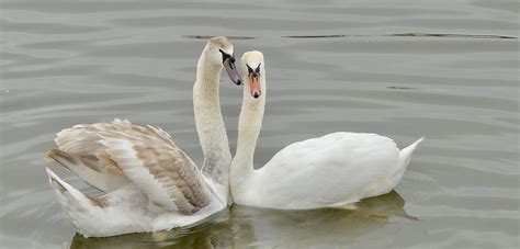 Mute Swan Bird Aware Essex