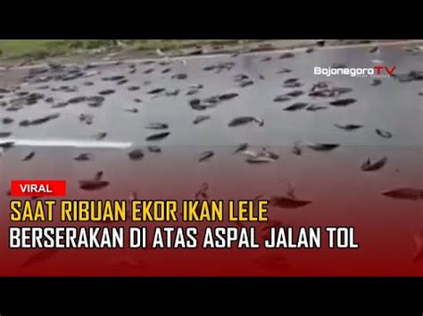 Saat Ribuan Ikan Lele Berserakan Di Atas Aspal Jalan Tol YouTube