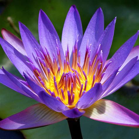 Panama Pacific Purple Tropical Lily The Pond Guy