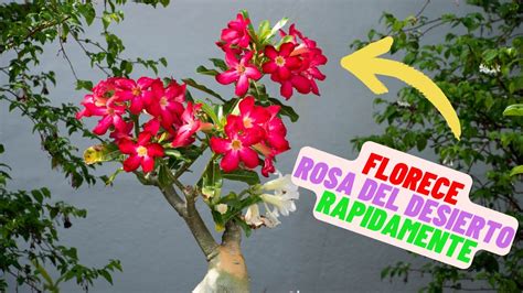 Como Hacer Florecer La Rosa Del DESIERTO Facil Y Rapido