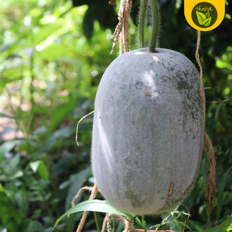 50 Seeds Condol Kundol Wintermelon Binhi Pantanim Vegetable Lazada PH