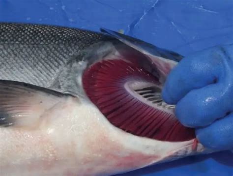 How to remove gills from fish: a step by step guide - Cooking Tips