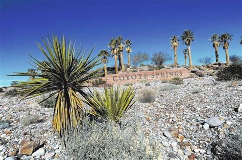 Nevada Coyote Hunting Contest Stirs Opposition Local Nevada Local