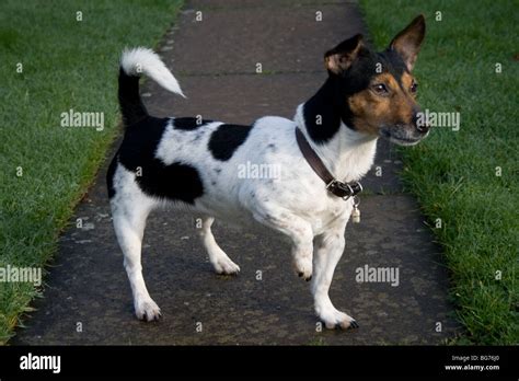 Toy Jack Russell Terrier