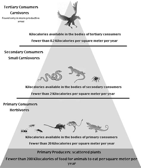 Food Chain Pyramid Template