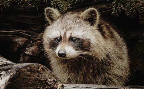 How Long Do Raccoons Live In The Wild Birds And Wild