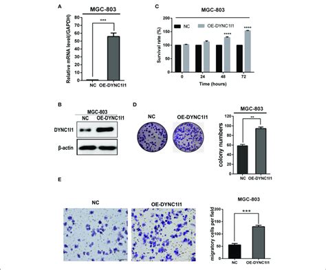 Overexpression Of DYNC1I1 Promotes Cell Growth And Migration Of