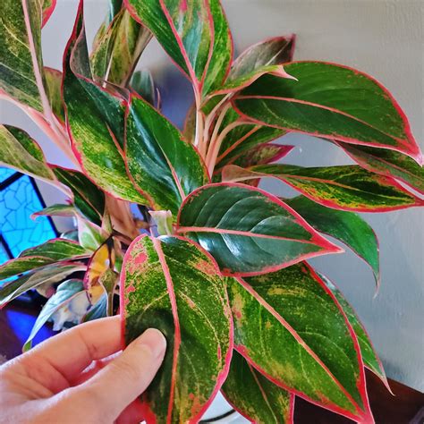 Aglaonema Siam Chinese Evergreen Houseplant Plant Christmas Live